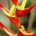 HELICONIA - S.G 30ML