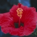 HIBISCUS - CAL.30ML
