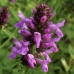 HYSSOP - CAL.30ML