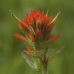INDIAN PAINTBRUSH - CAL.30ML