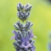 LAVENDER - CAL.30ML