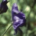 MONKSHOOD - CAL.30ML