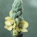 MULLEIN - CAL.30ML