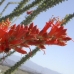 OCOTILLO - CAL.30ML