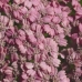 PINK YARROW - CAL.30ML