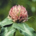 RED CLOVER - CAL.30ML