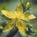 SAINT JOHNS WORT - CAL.30ML