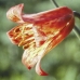 SCARLET FRITILLARY - CAL.30ML