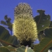 BANKSIA ROBUR - BUSH .30ML