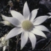 FLANNEL FLOWER - BUSH .30ML