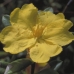 HIBBERTIA - BUSH .30ML