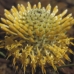 ISOPOGON - BUSH .30ML