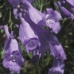 JACARANDA - BUSH .30ML