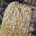 OLD MAN BANKSIA - BUSH .30ML