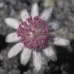 PINK FLANNEL FLOWER - BUSH .30ML