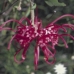 RED GREVILLEA - BUSH .30ML