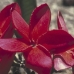 RED SUVA FRANGIPANI - BUSH .30ML