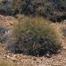 SPINIFEX - BUSH .30ML