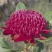 WARATAH - BUSH .30ML