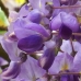 WISTERIA - BUSH .30ML