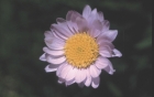 ALPINE ASTER - CAL. 30ML
