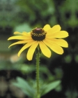BLACK - EYED SUSAN - CAL. 30ML