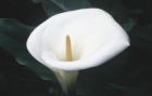 CALLA LILY - CAL.30ML