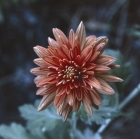 CHRYSANTHEMUM - CAL.30ML