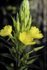 EVENING PRIMROSE - CAL.30ML