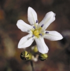 GLASSY HYACINTH - CAL.30ML